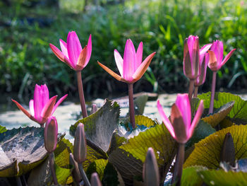 Close-up of pink water lilies flowers