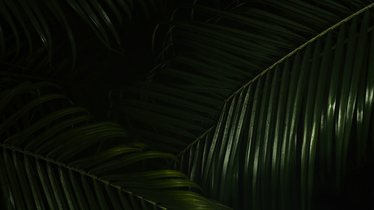 FULL FRAME SHOT OF PALM LEAVES