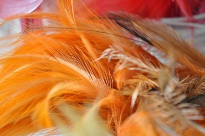 Close-up of feather