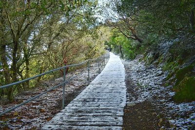 Footpath amidst trees in forest