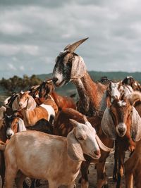 Goats standing at farm against sky