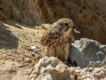 Falcon at desert