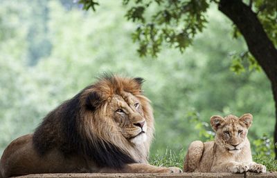 Lioness looking away