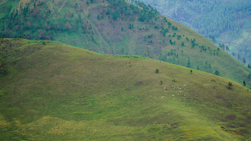 Scenic view of green landscape against sky