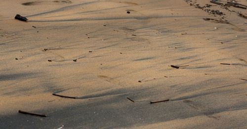 High angle view of birds on sand