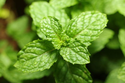 Close-up of wet plant leaves