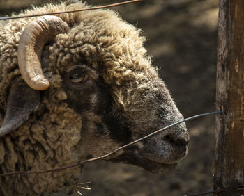 Close-up of sheep