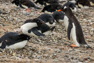 Adelie penguin protecting its nest against a gentoo penguin looking for stones to build its own.