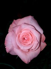 Close-up of pink rose blooming against black background