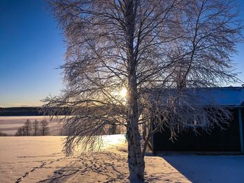 Bare tree against clear sky during winter