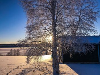 Bare tree against clear sky during winter