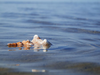 Close-up of a striped helix helix pleuroploca trapezium three quarters lying in the watt water.