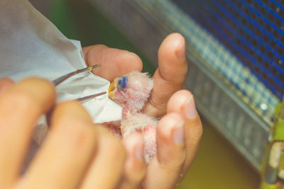 Close-up of hand holding baby