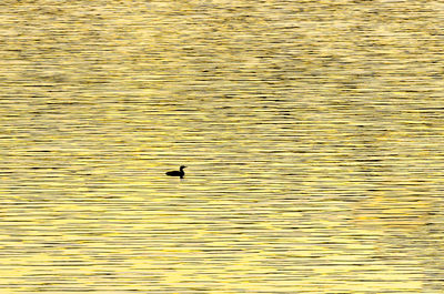 High angle view of duck swimming in lake