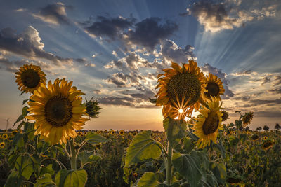 Sunflowers on field against sky during sunset