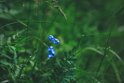 Close-up of purple flowering plant on field