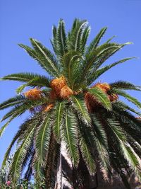 Low angle view of palm tree against clear sky