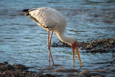 Yellow-billed stork stands drinking from shallow river