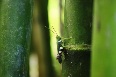 Close-up of insect on leaf