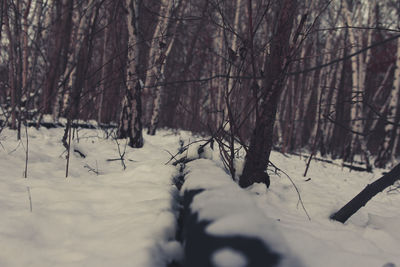 Snow covered trees in forest