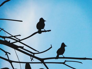 Low angle view of silhouette birds perching against clear sky