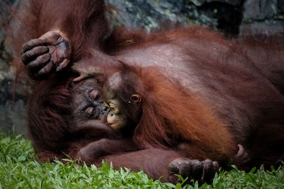 Close-up of monkey and baby