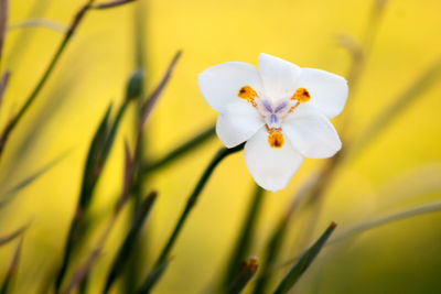 Close-up of white flower