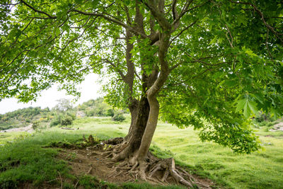 View of trees on field