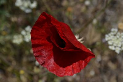 Close-up of red flower