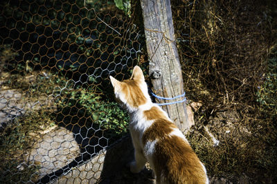 Cat lying on a fence