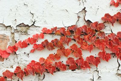 Close-up of red ivy on broken wall