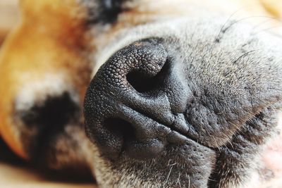 Close-up of dog sleeping