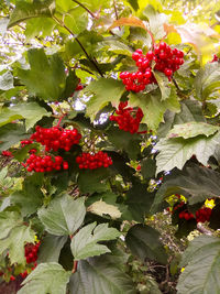 Red berries growing on plant