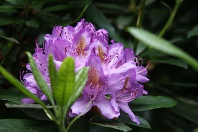 Close-up of purple flowers blooming outdoors