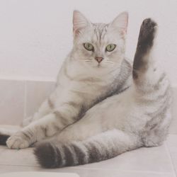 Portrait of cat sitting on floor