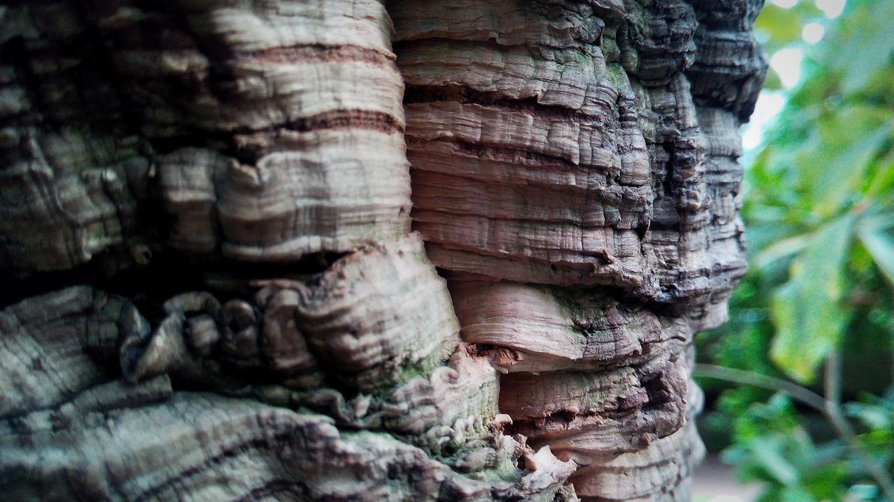 CLOSE-UP OF TREE TRUNK BY PLANTS