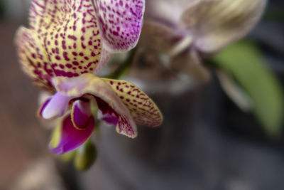 Close-up of pink orchid