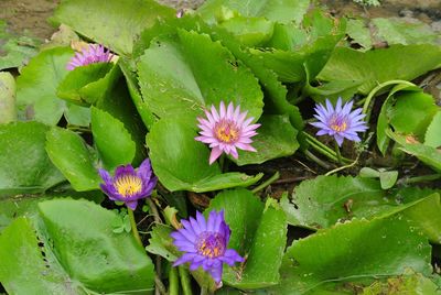 Close-up of purple flowers blooming outdoors