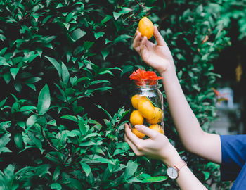 Close-up of hand holding jar with mango and flower