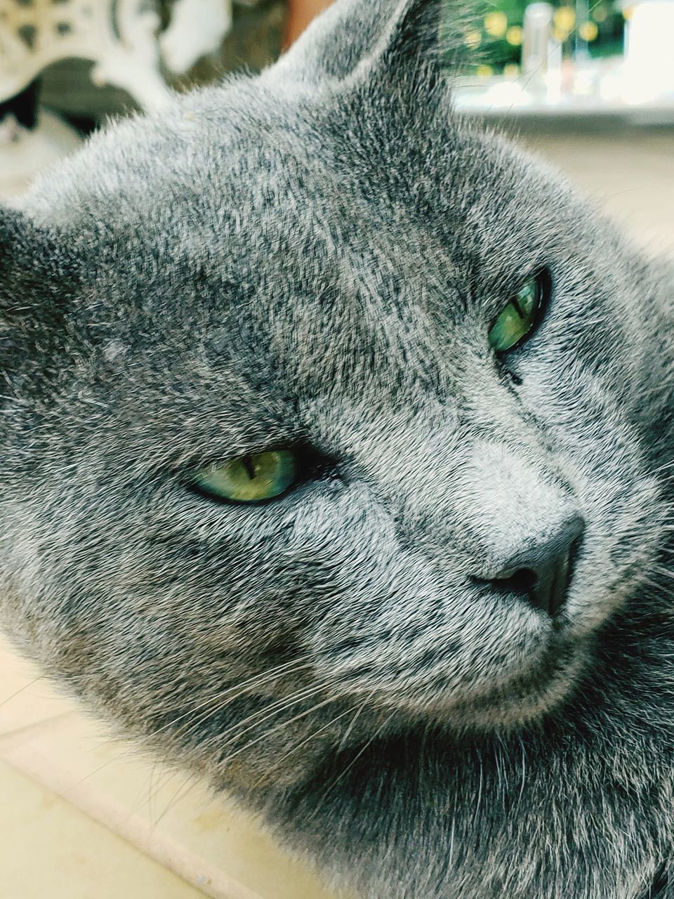 CLOSE-UP OF A CAT