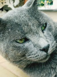 Close-up portrait of a cat