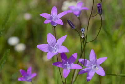 Close-up of purple flowering plant