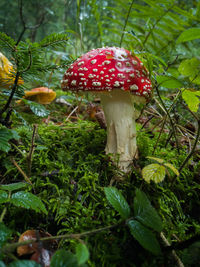 Close-up of fly agaric mushroom