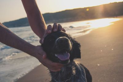 Close-up of dog on beach