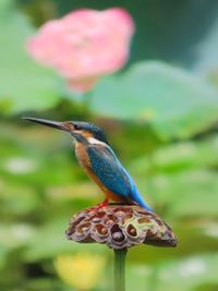 Close-up of bird perching on plant