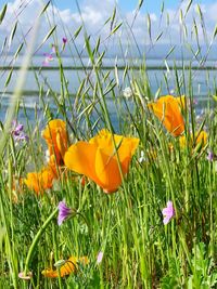 Close-up of yellow crocus flowers on field