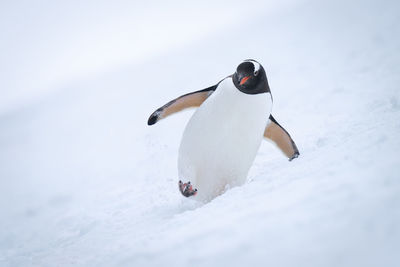 Gentoo penguin crossing snowy slope towards camera