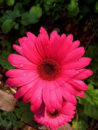 Close-up of water drops on flower blooming outdoors