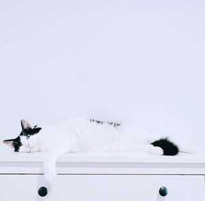 Cat resting on white background
