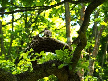 Low angle view of bird perching on a tree